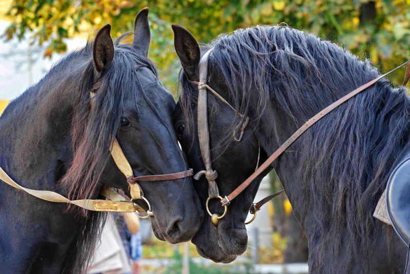 Конные прогулки Сочи. Конный клуб Триумф Сочи - Карачаевская порода лошадей