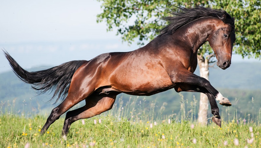 Конные прогулки Сочи. Конный клуб Триумф Сочи - Карачаевская порода лошадей